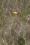 Low pinebarren milkwort